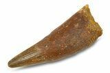 Cretaceous Fossil Crocodylomorph Tooth - Morocco #292244-1